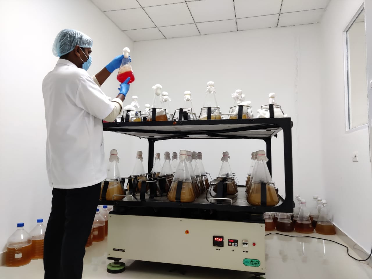 R&D lab technician examining a culture flask on a laboratory shaker surrounded by probiotic culture flasks