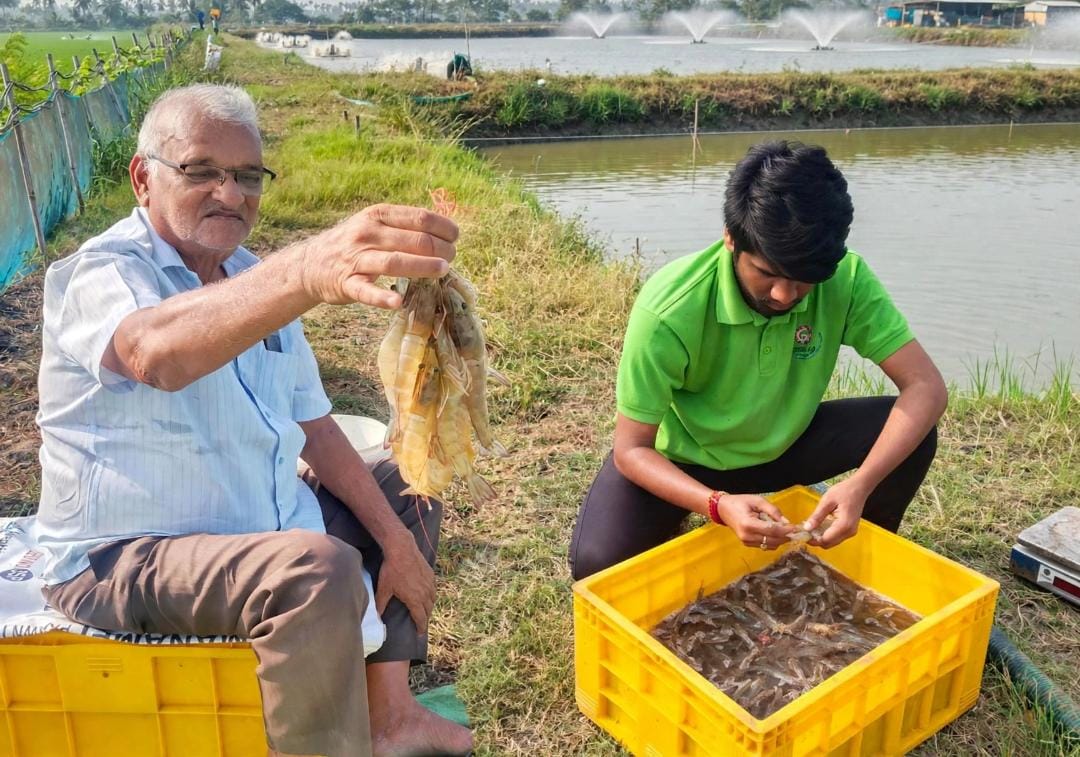 Farmer holding a fresh shrimp harvest alongside an aqua team member at the pond