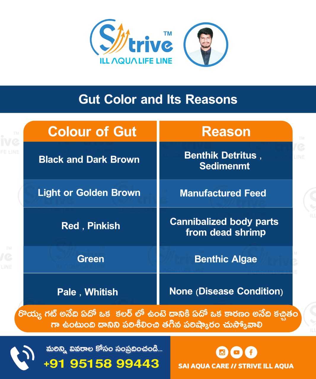 Awareness poster illustrating shrimp gut colours and possible contributing factors